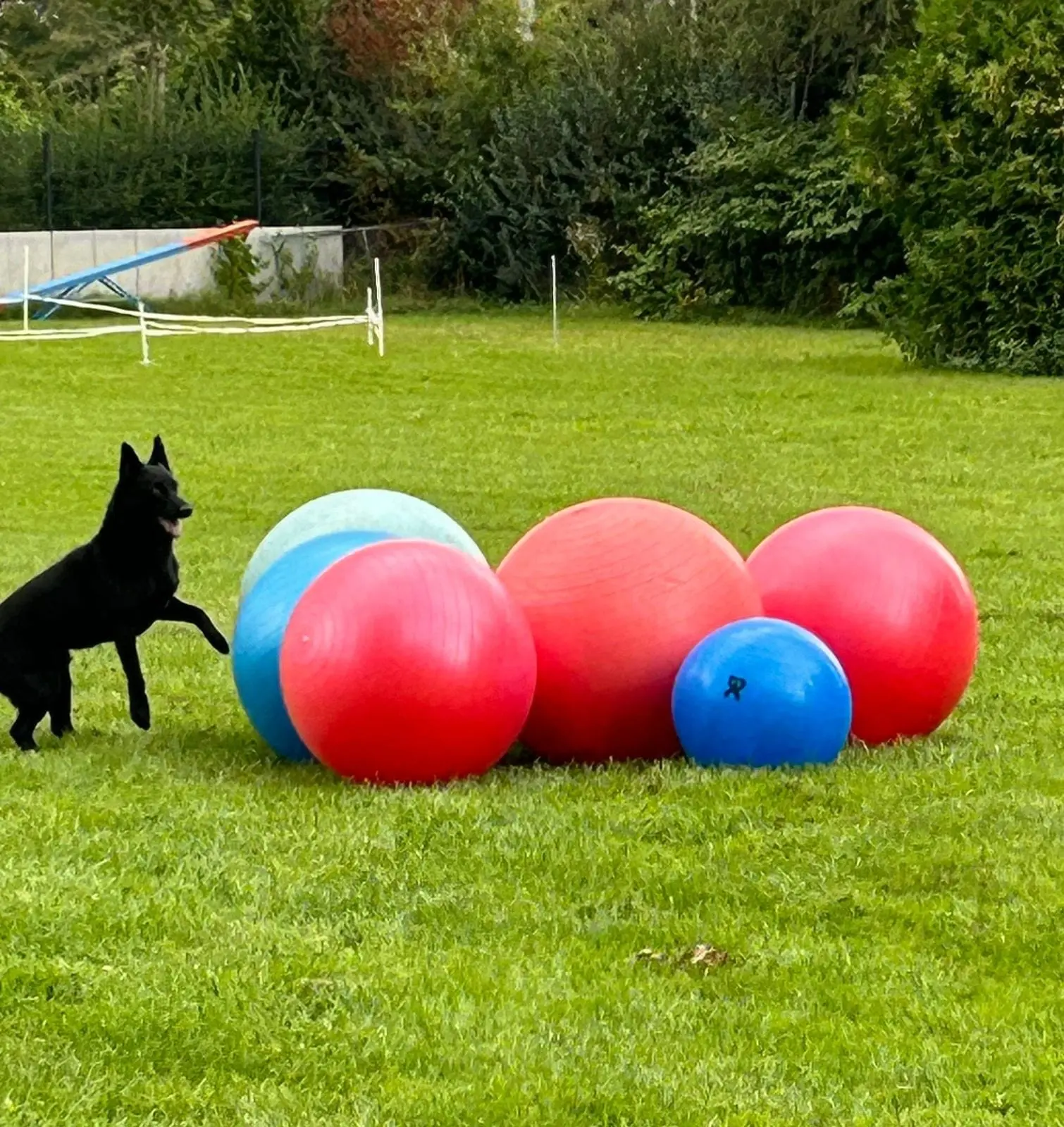 Schwarzer Hund nähert sich neugierig großen Treibbällen auf der Wiese