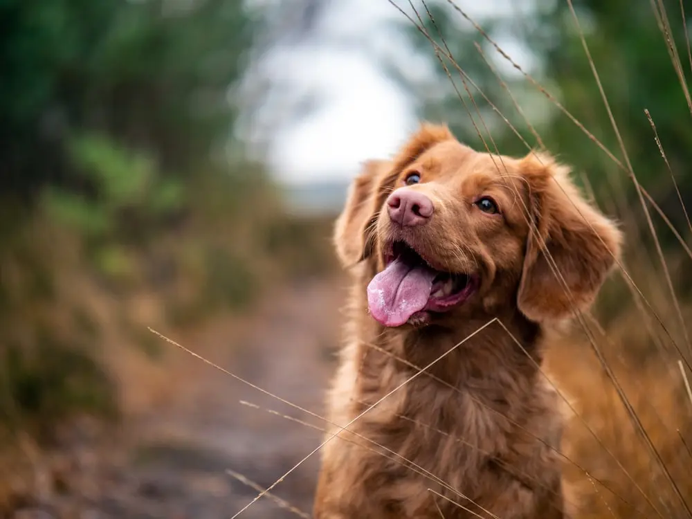 Hund beim Freilauf-Training auf einer grünen Wiese in Türkenfeld